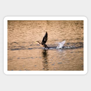 Splash of a Landing by Debra Martz Sticker